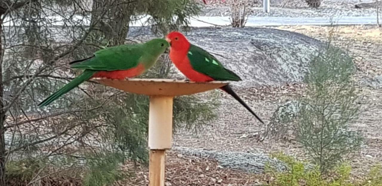 Murray Gardens Motel Stanthorpe Bagian luar foto